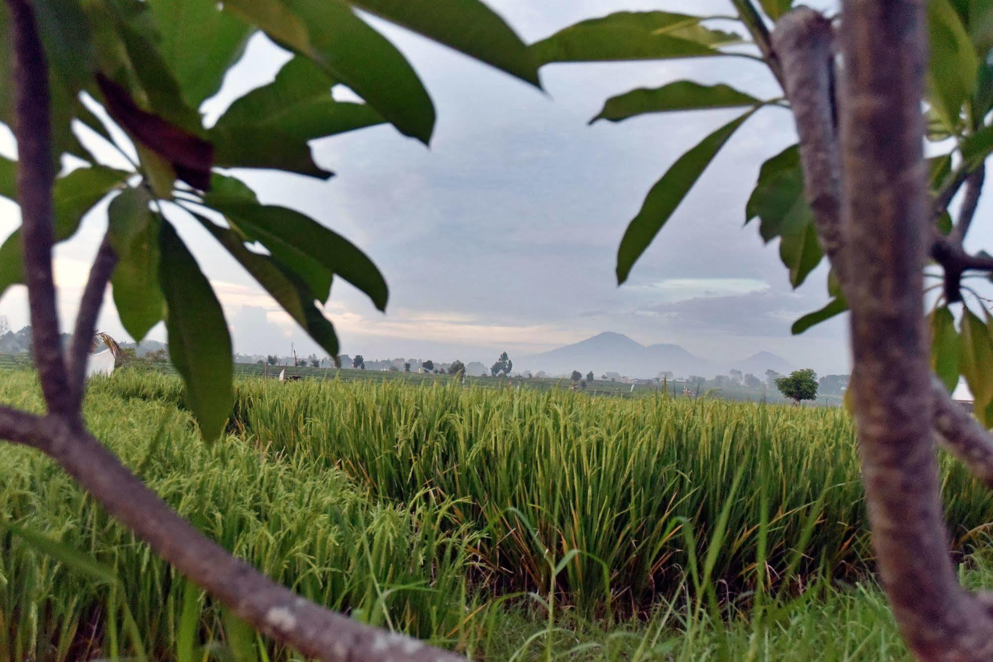 Villa Yenian By Villa Finder Canggu Eksteriør billede